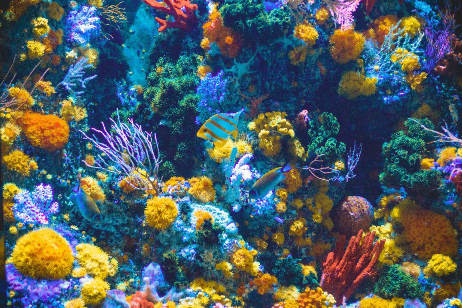 Is sunscreen killing off Coral Reef?